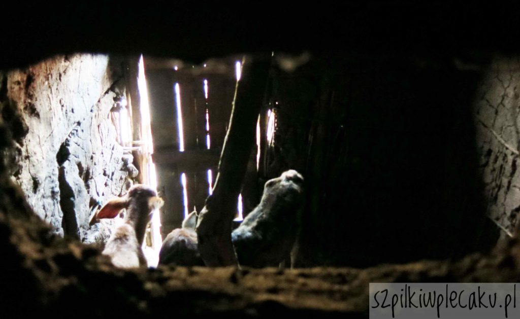 cielaczki w dom Masajów - Szpilki w plecaku - Ewa Chojnowska