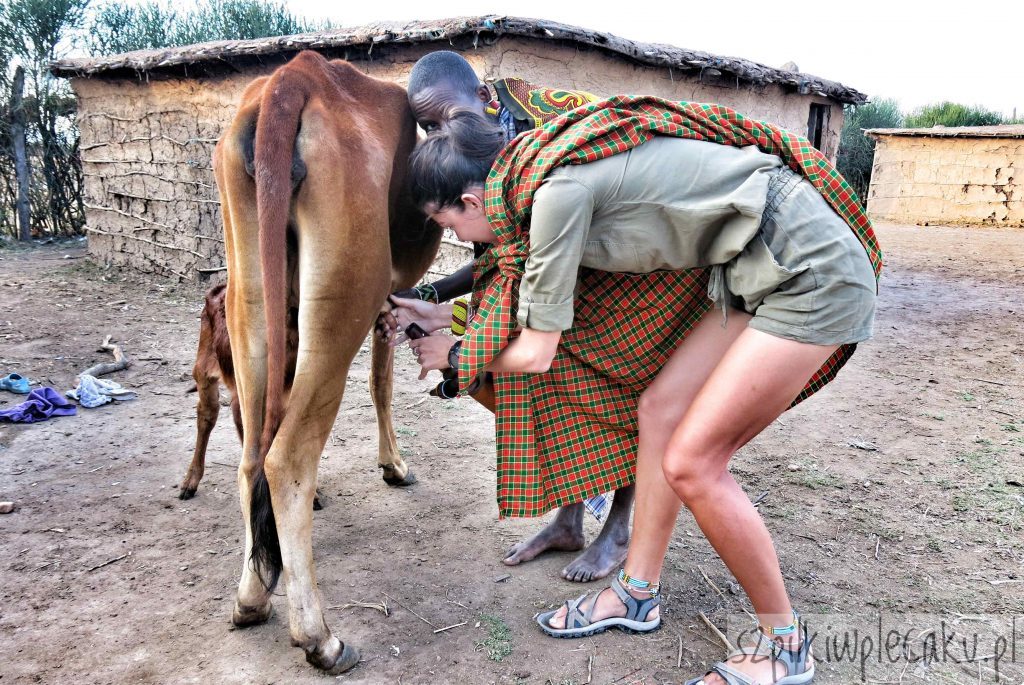 dojenie krowy - wioska Masajów - Szpilki w plecaku - Ewa Chojnowska