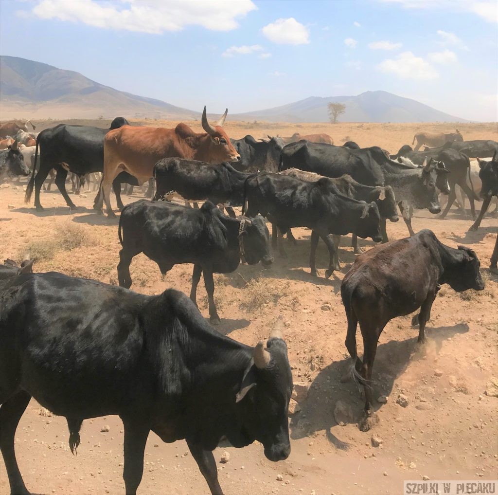 krowy Masajów