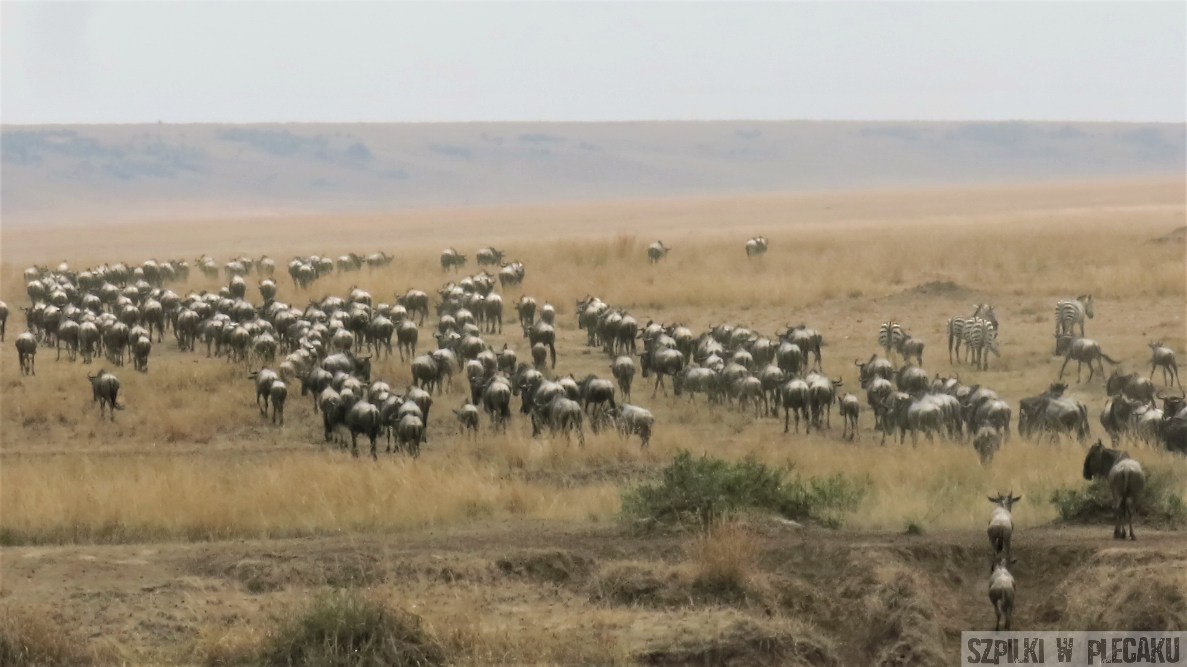 wielka migracja masai mara