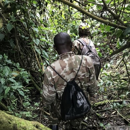 Bwindi gorilla tracking
