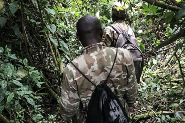 Bwindi gorilla tracking