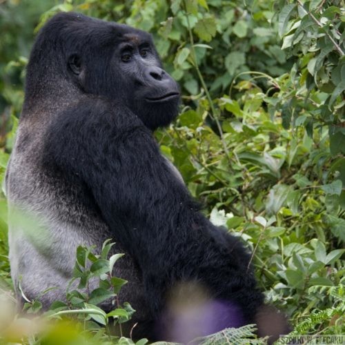 goryl samiec srebrnogrzbiety