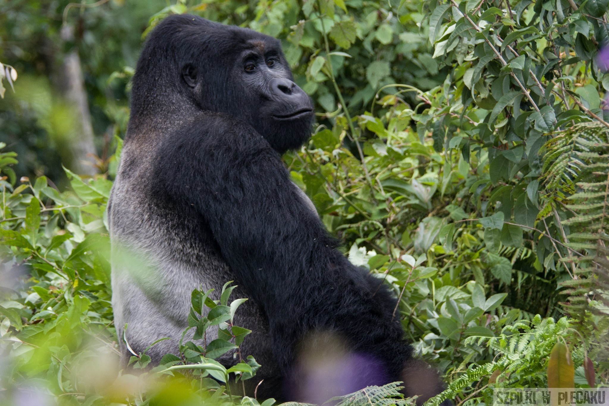 Poszukiwanie goryli górskich w Bwindi w Ugandzie