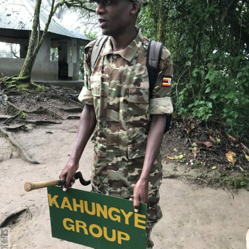 goryle przewodnik rodzina KAHUNGYE