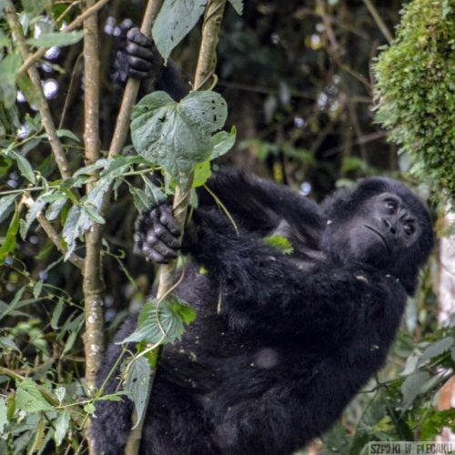 mały goryl Bwindi