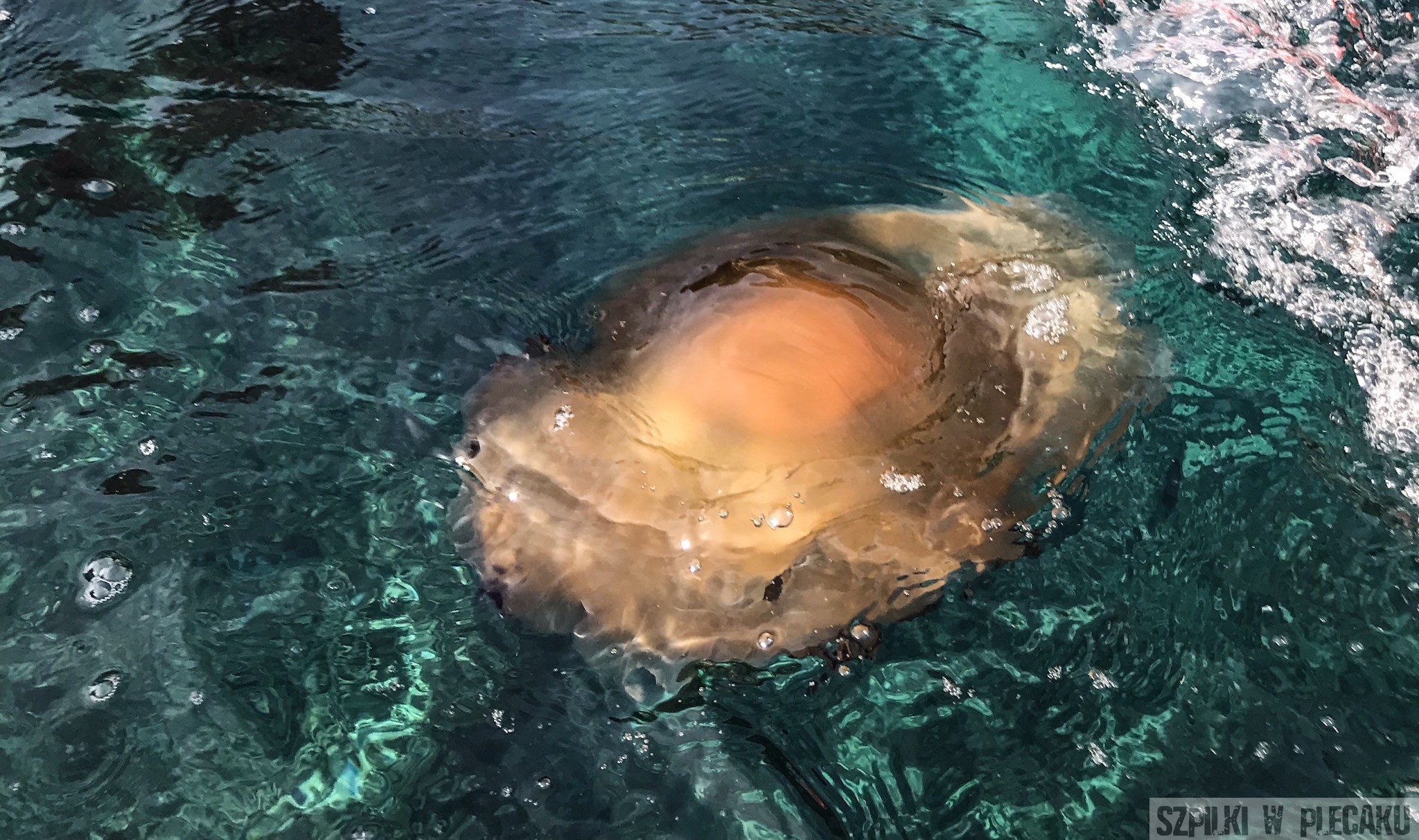 meduza Malta