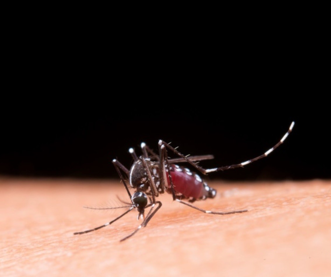 PORADNIK: Jak się obronić przed MALARIĄ? Metody naturalne i nie tylko!