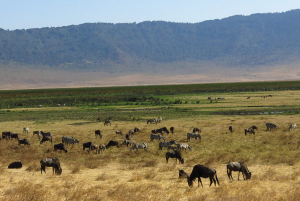 Ngorongoro - Tanzania - Szpilki w plecaku (2)