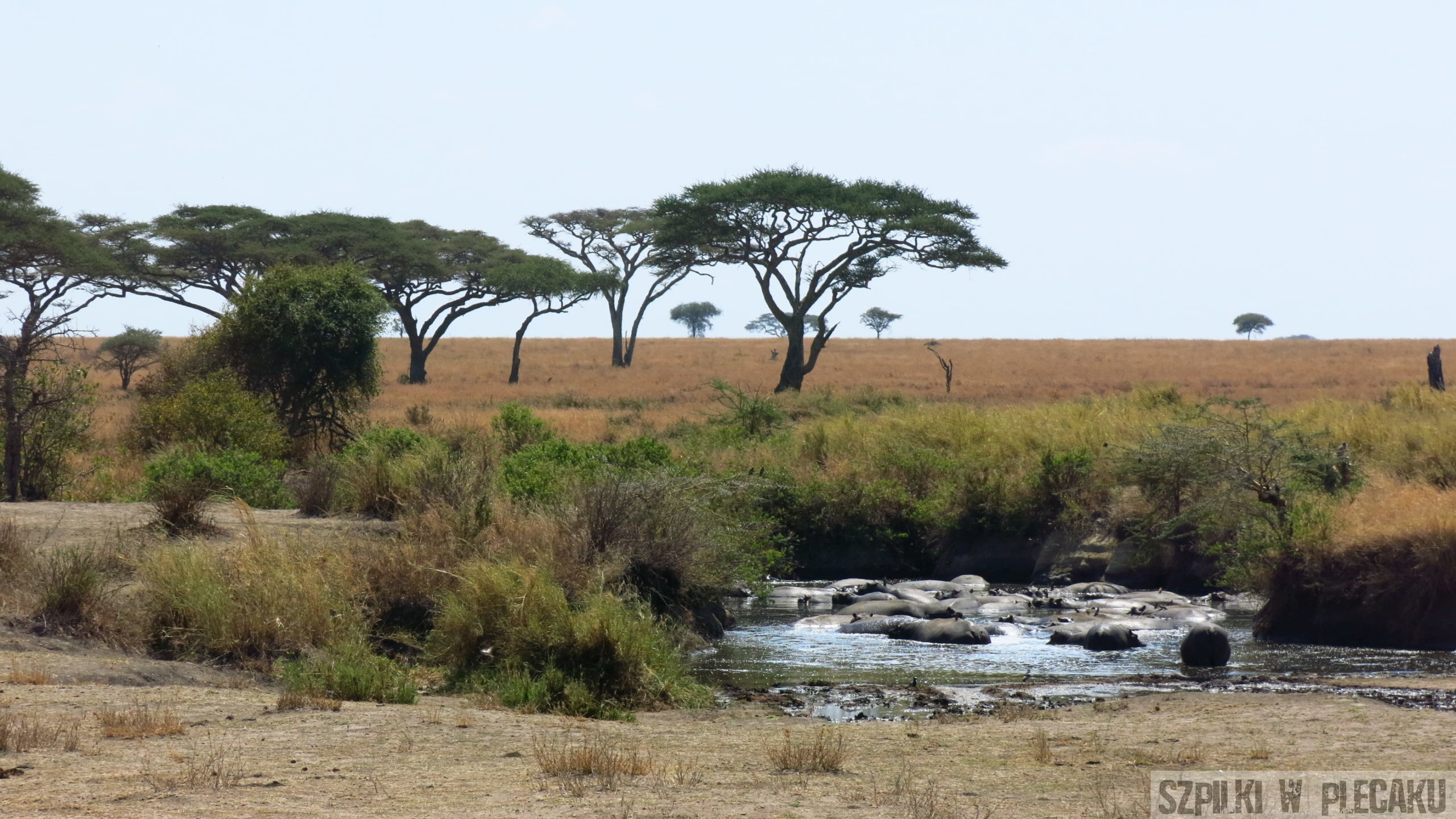 Serengeti - Tanzania - Szpilki w plecaku