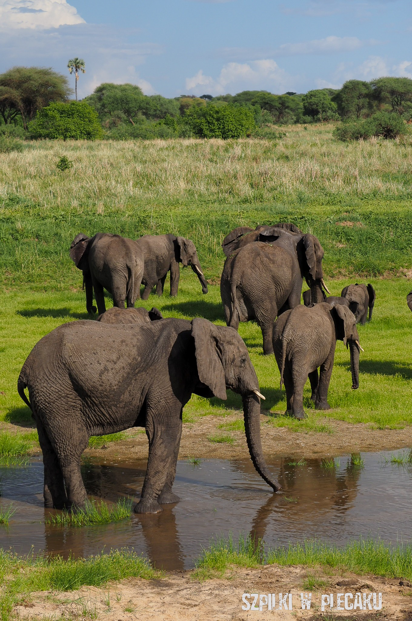 safari Tarangire Tanzania - Szpilki w plecaku Ewa Chojnowska