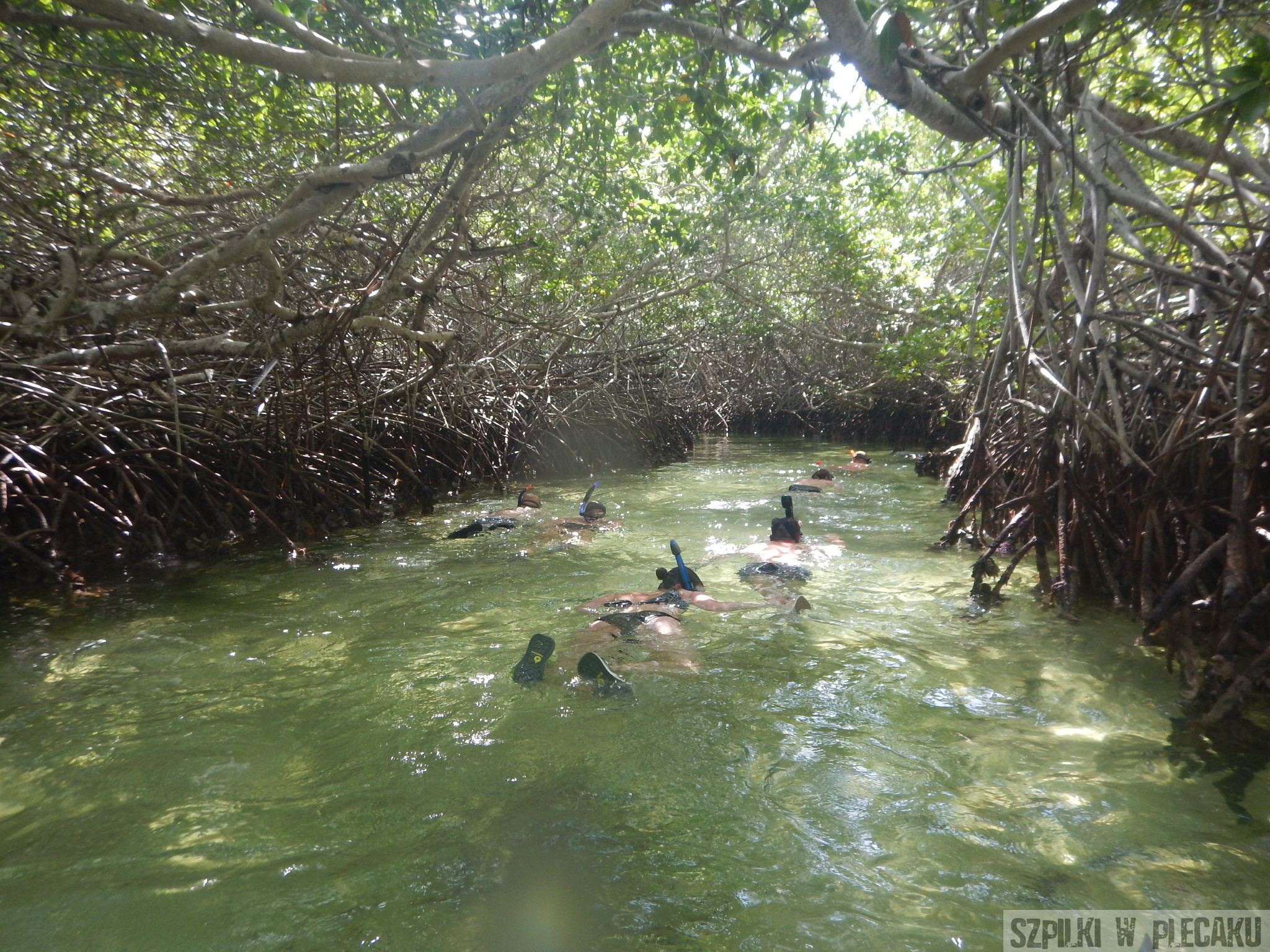 nurkowanie wśród mangrowców - Bonaire - Szpilki w plecaku