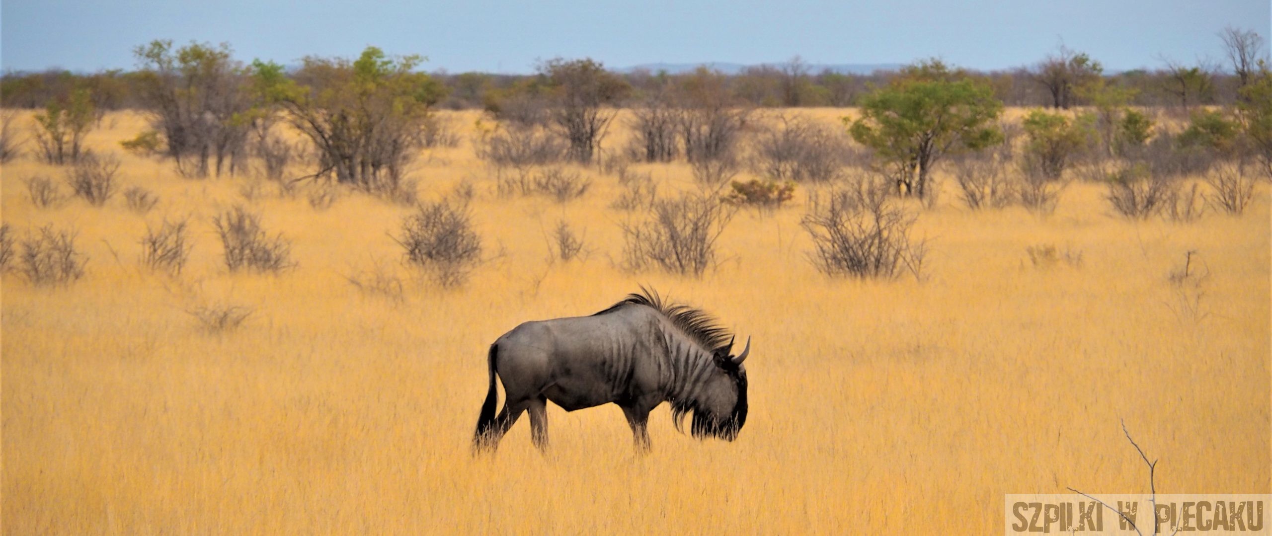 Zwierzęta na safari – to powie Ci tylko przewodnik! Ciekawostki o zwierzętach z parków narodowych Afryki