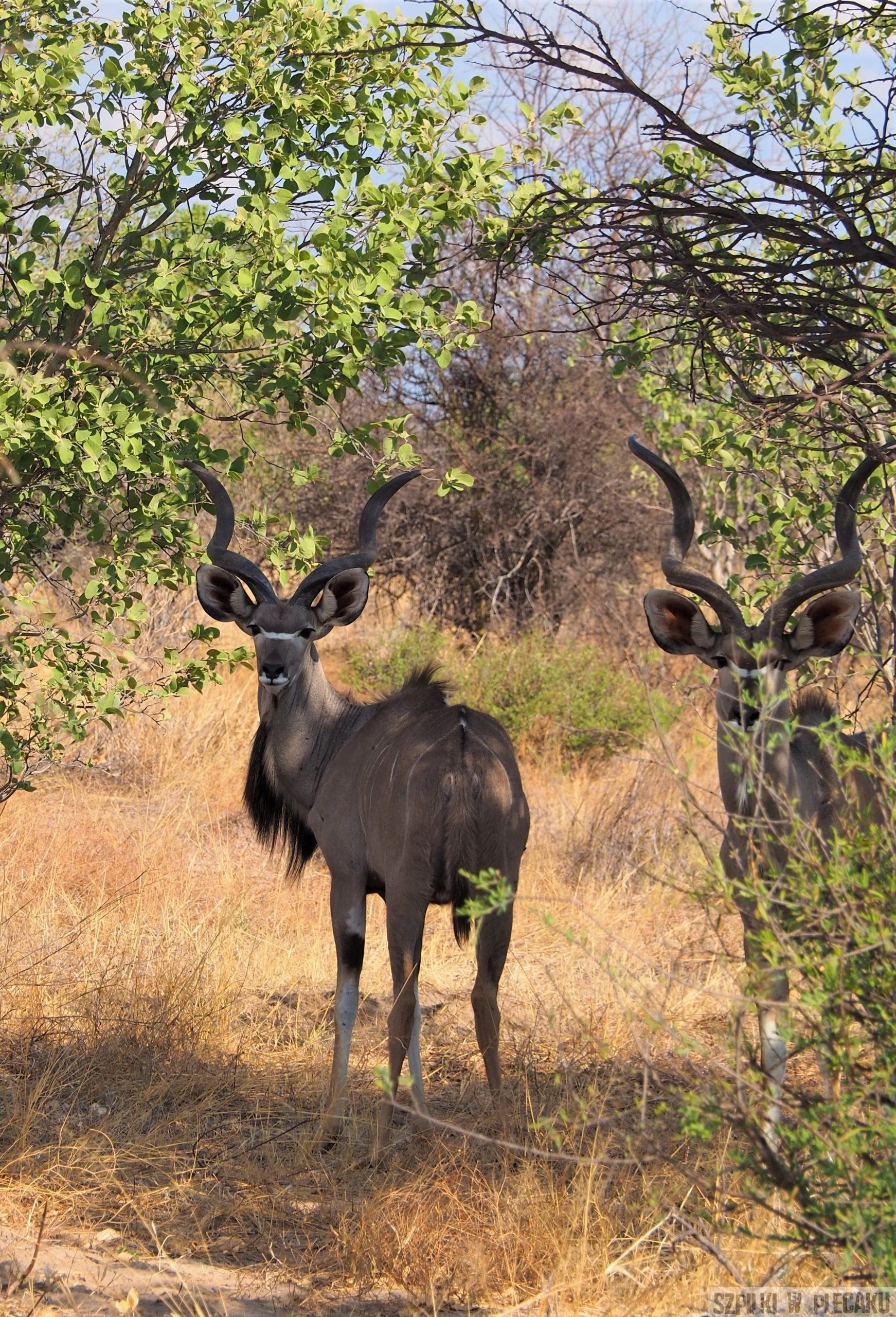 kudu II- safari w Afryce - Szpilki w plecaku - Ewa Chojnowska