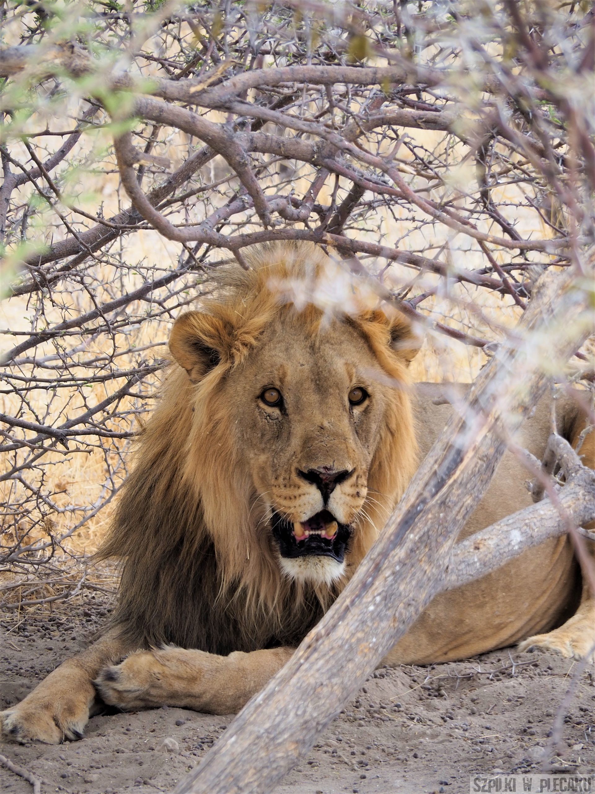 lew 2 - zwierzęta na safari w Afryce - Szpilki w plecaku