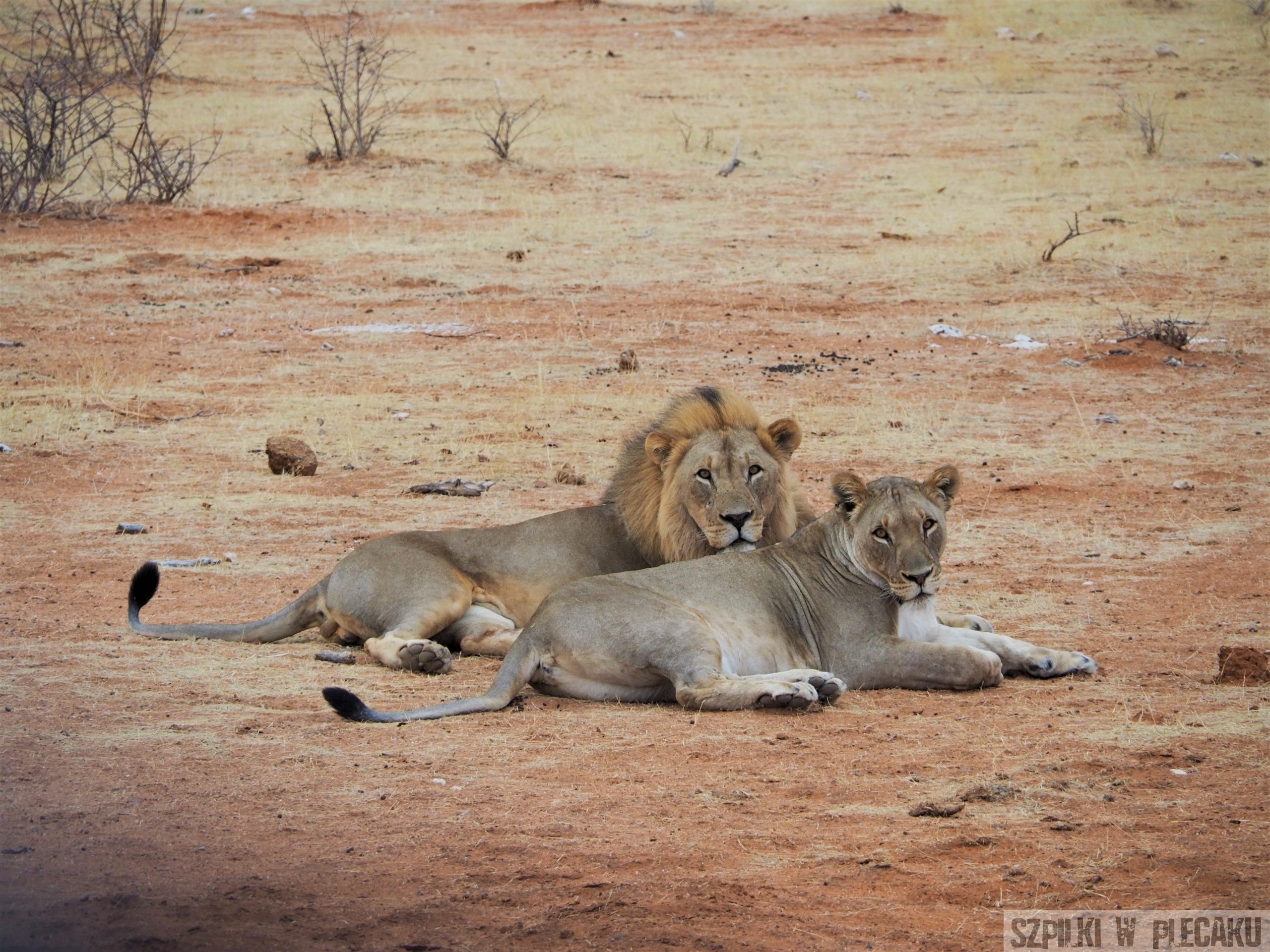 lew - zwierzęta na safari w Afryce - Szpilki w plecaku