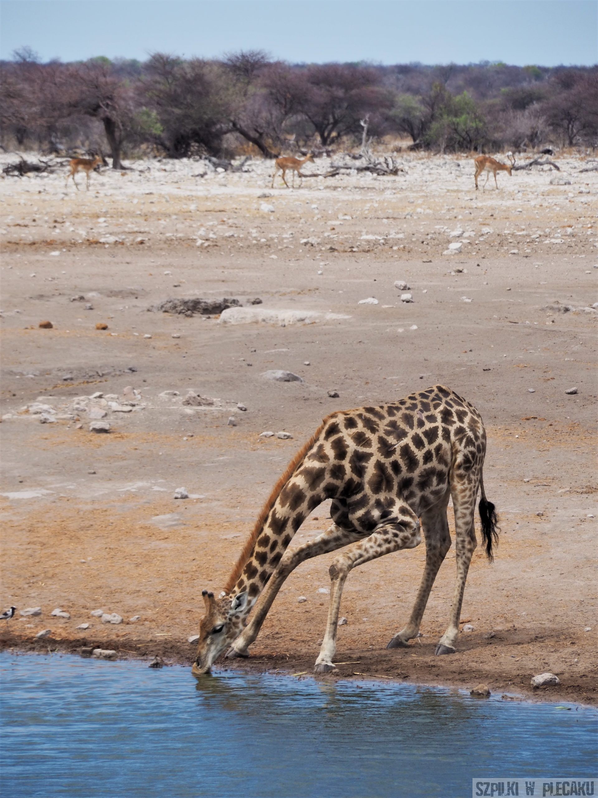 pijąca żyrafa - safari w Afryce - Szpilki w plecaku - Ewa Chojnowska Lesiak