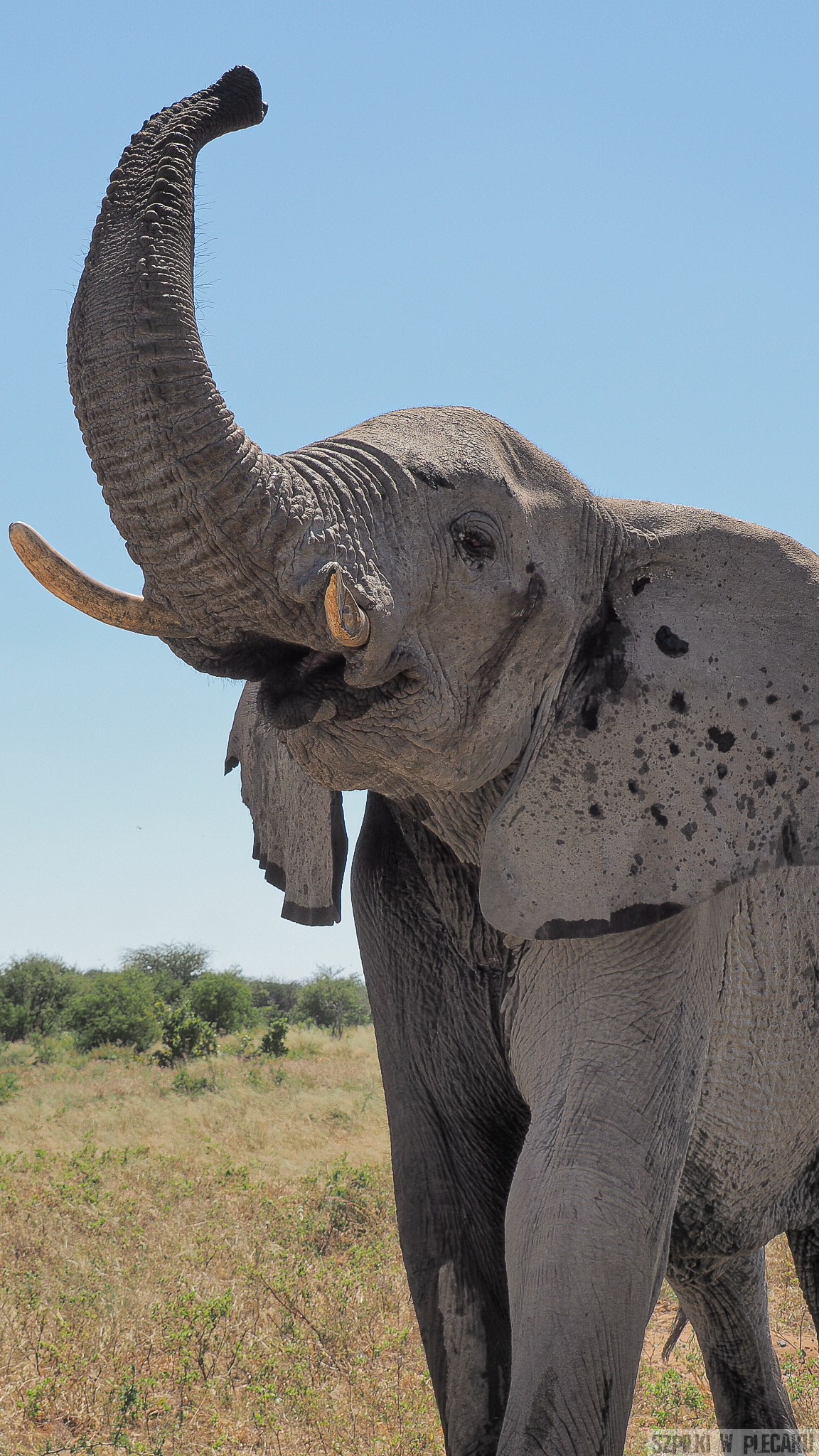 safari w Afryce - Słoń
