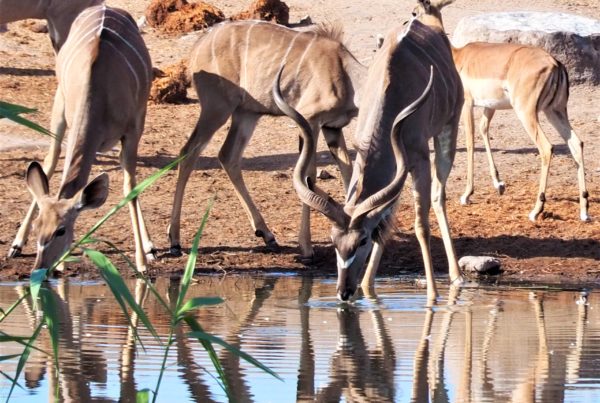 stado zwierząt na safari przy wodopoju - Szpilki w plecaku