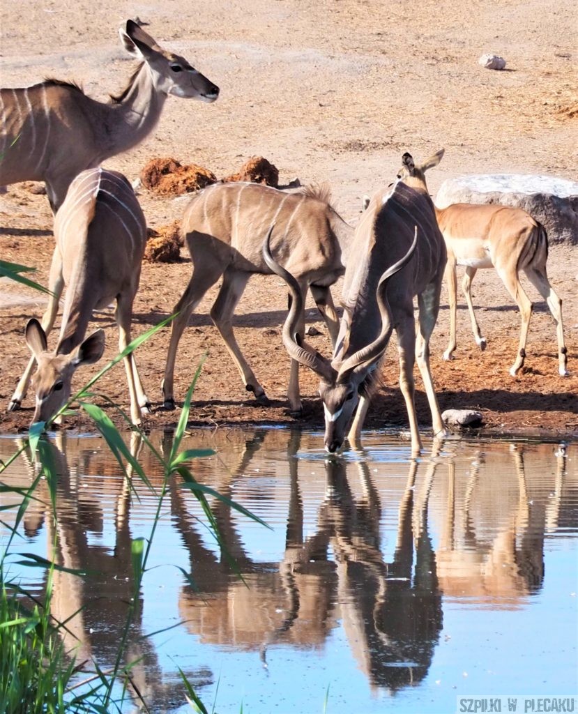stado zwierząt na safari przy wodopoju - Szpilki w plecaku