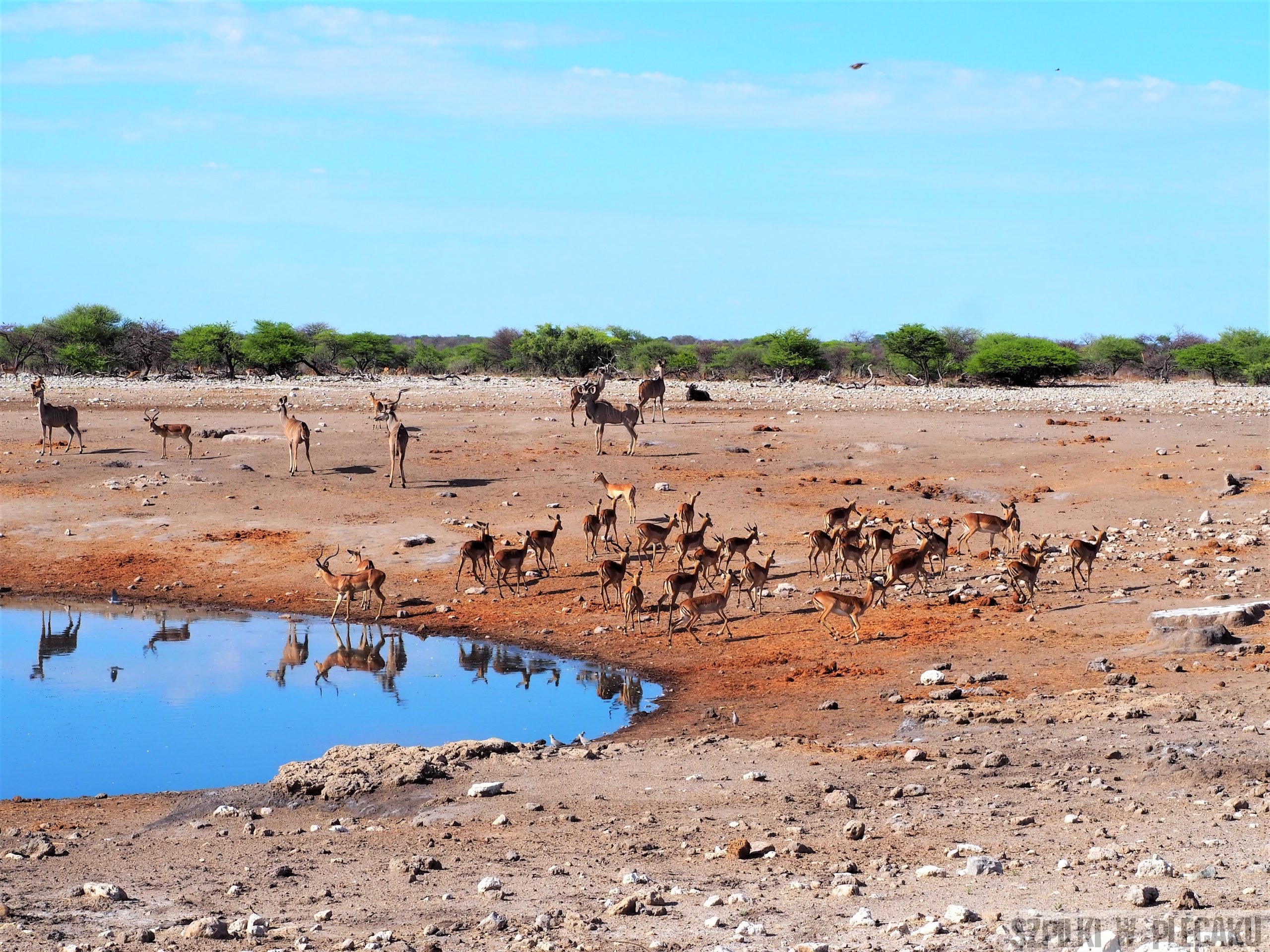 stado zwierząt na safari przy wodopoju - Szpilki w plecaku