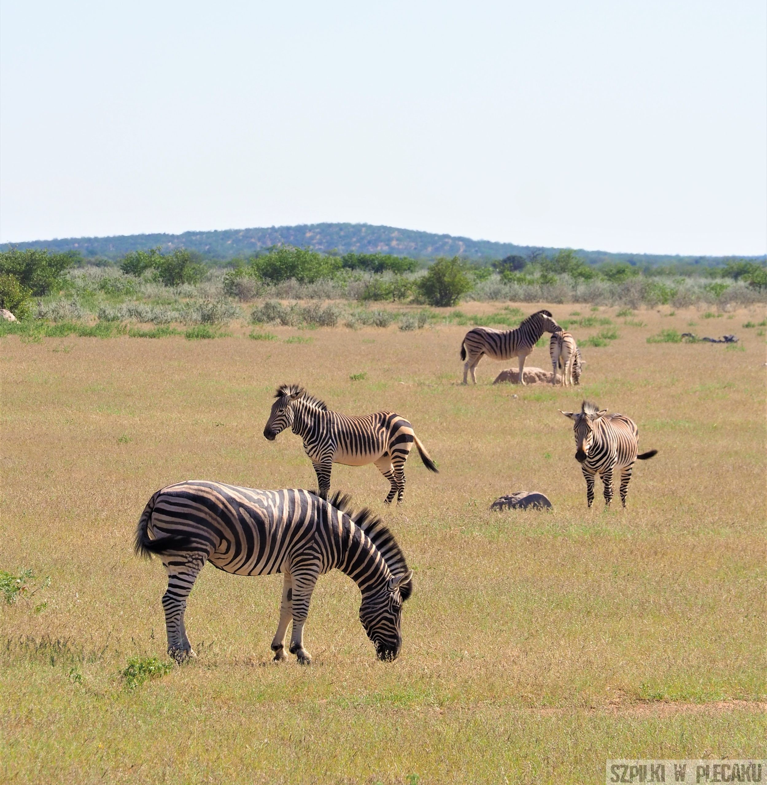zebra 2 - zwierzęta na safari - Szpilki w plecaku