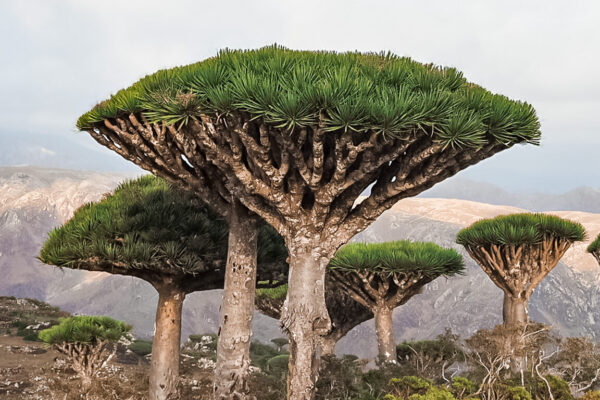 Sokotra - drzewo smoczej krwi - Szpilki w plcecaku
