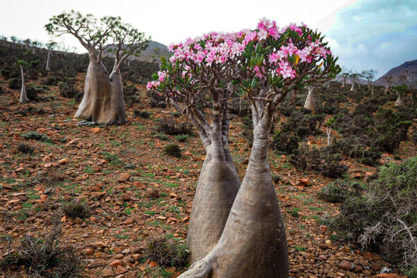 drzewo butelkowe - róża pustyni - Szpilki w plecaku - Sokotra
