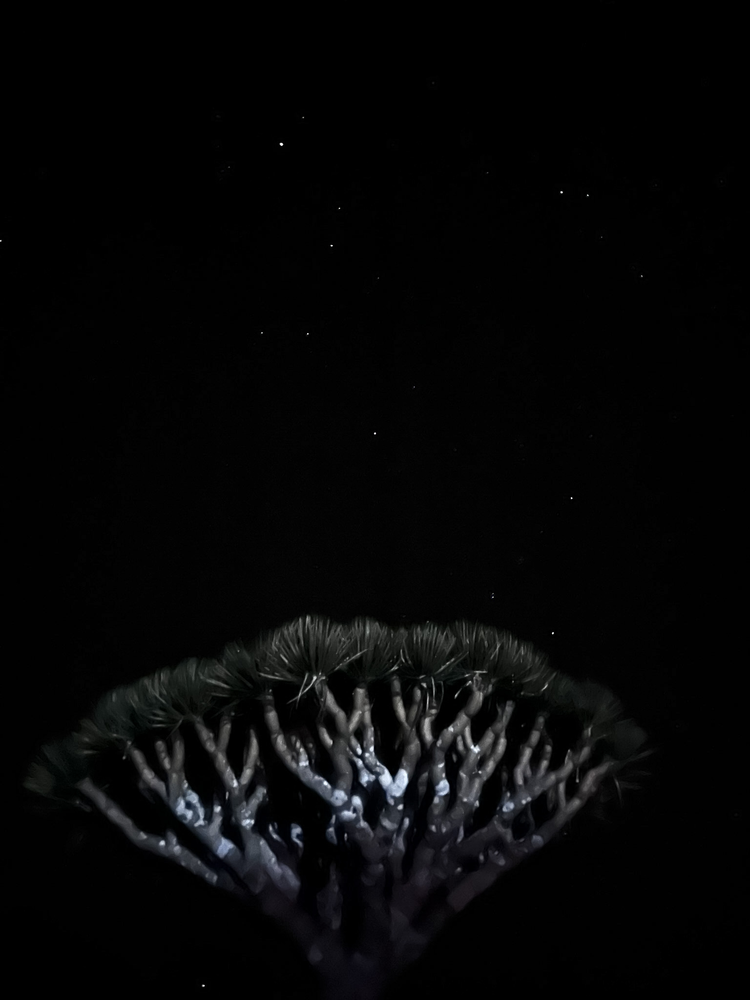 smocze drzewa Sokotra Socotra Szpilki w plecaku Ewa Chojnowska