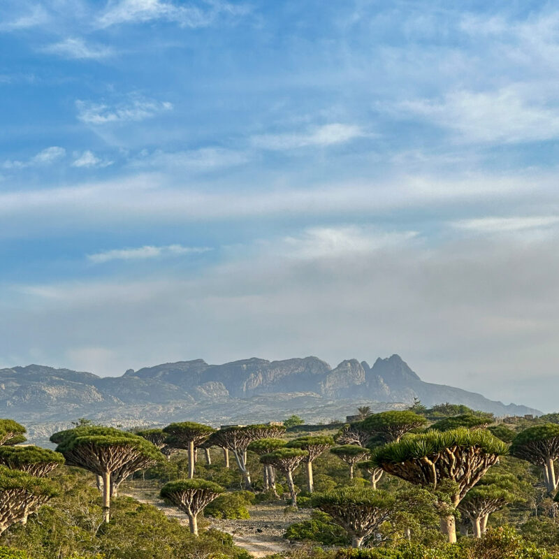smocze drzewa Sokotra Socotra Szpilki w plecaku Ewa Chojnowska