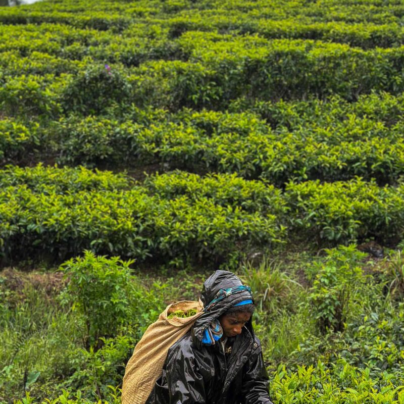 herbata - Sri Lanka - Szpilki w plecaku - Ewa Chojnowska