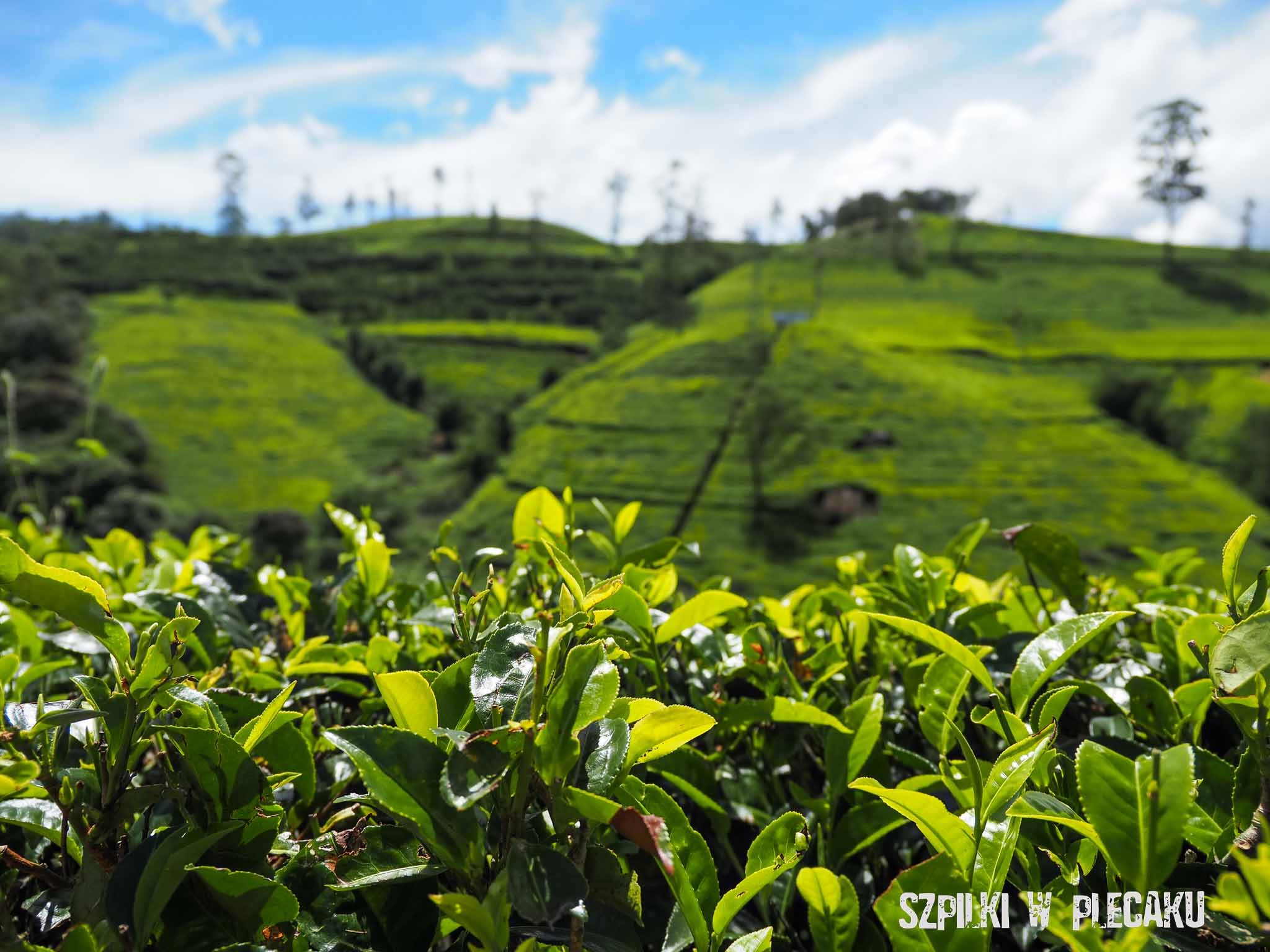 Herbata na Sri Lance