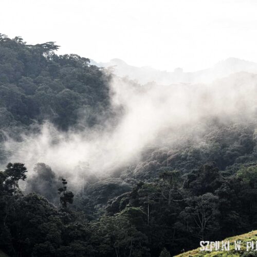 Bwindi - Uganda - Szpilki w plecaku - Ewa Chojnowska