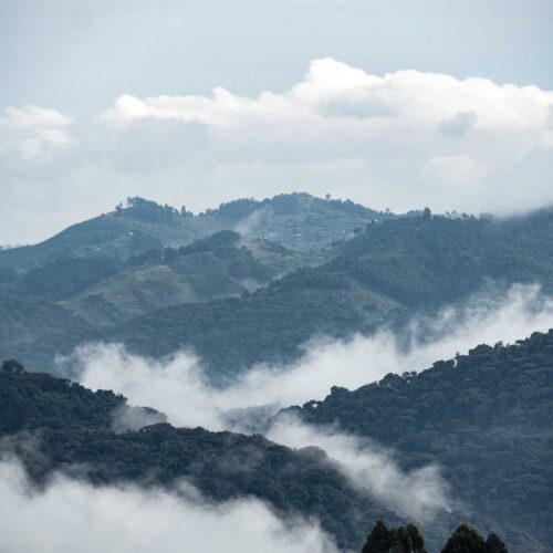 Bwindi -Uganda - Szpilki w plecaku - Ewa Chojnowska