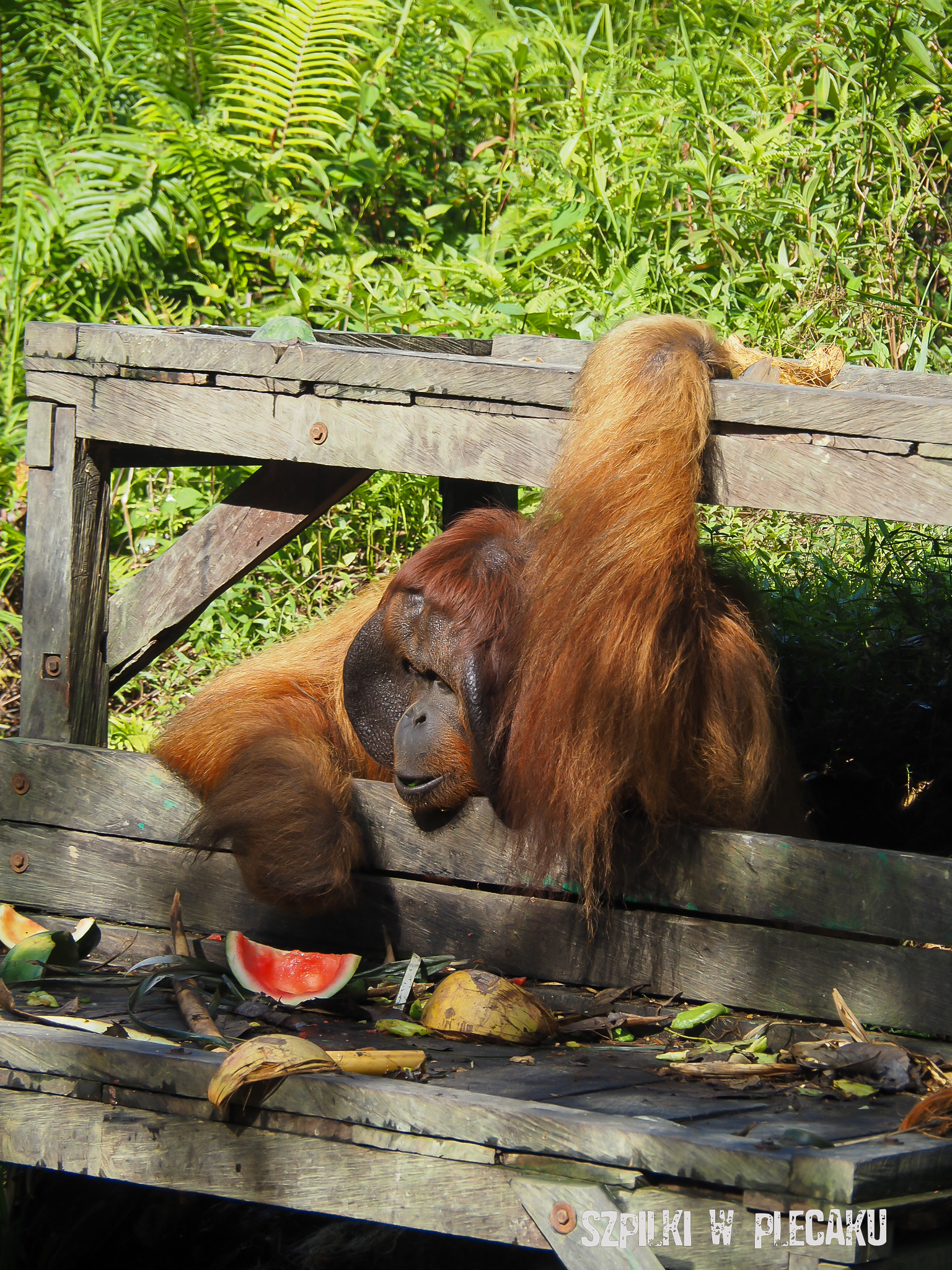 Orangutany na Sumatrze i Borneo