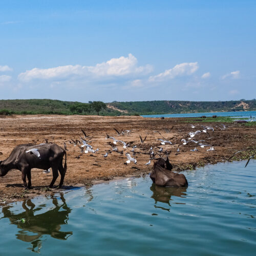Safari - Uganda słoń- Szpilki w plecaku Ewa Chojnowska