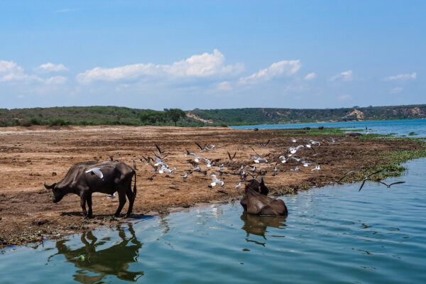 Safari - Uganda słoń- Szpilki w plecaku Ewa Chojnowska
