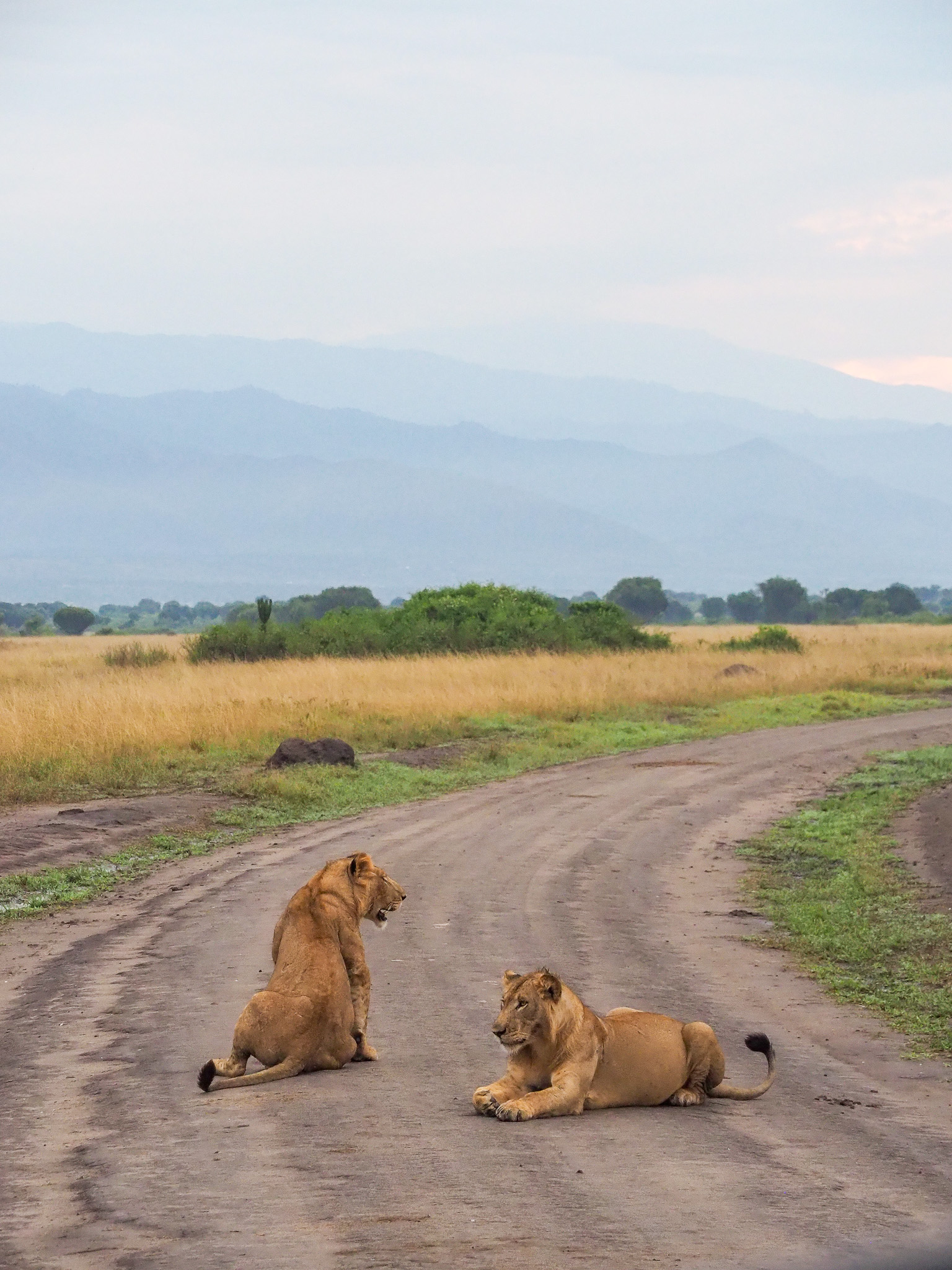 Safari - Uganda lew - Szpilki w plecaku Ewa Chojnowska