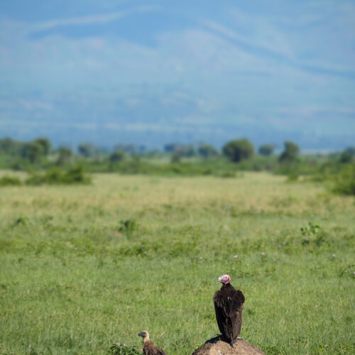 Safari - Uganda sęp- Szpilki w plecaku Ewa Chojnowska