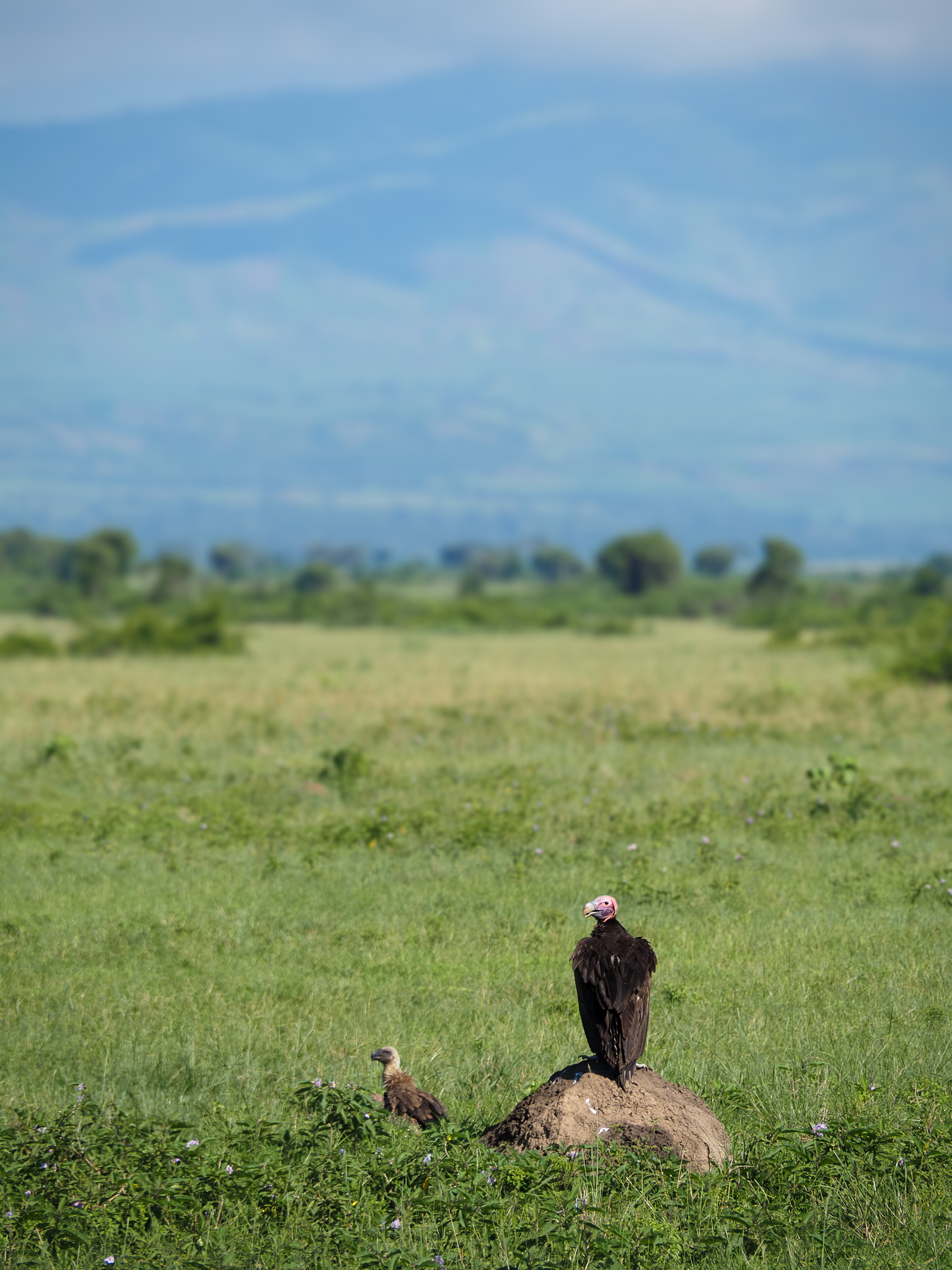 Safari - Uganda sęp- Szpilki w plecaku Ewa Chojnowska