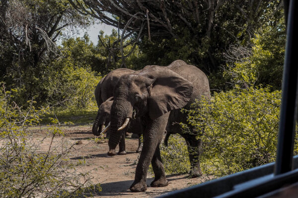 Safari - Uganda słoń- Szpilki w plecaku Ewa Chojnowska