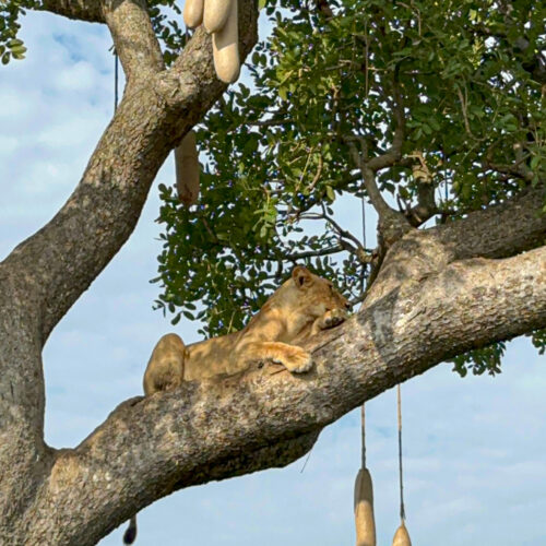 lew na drzewie - Uganda - Szpilki w plecaku - Ewa Chojnowska