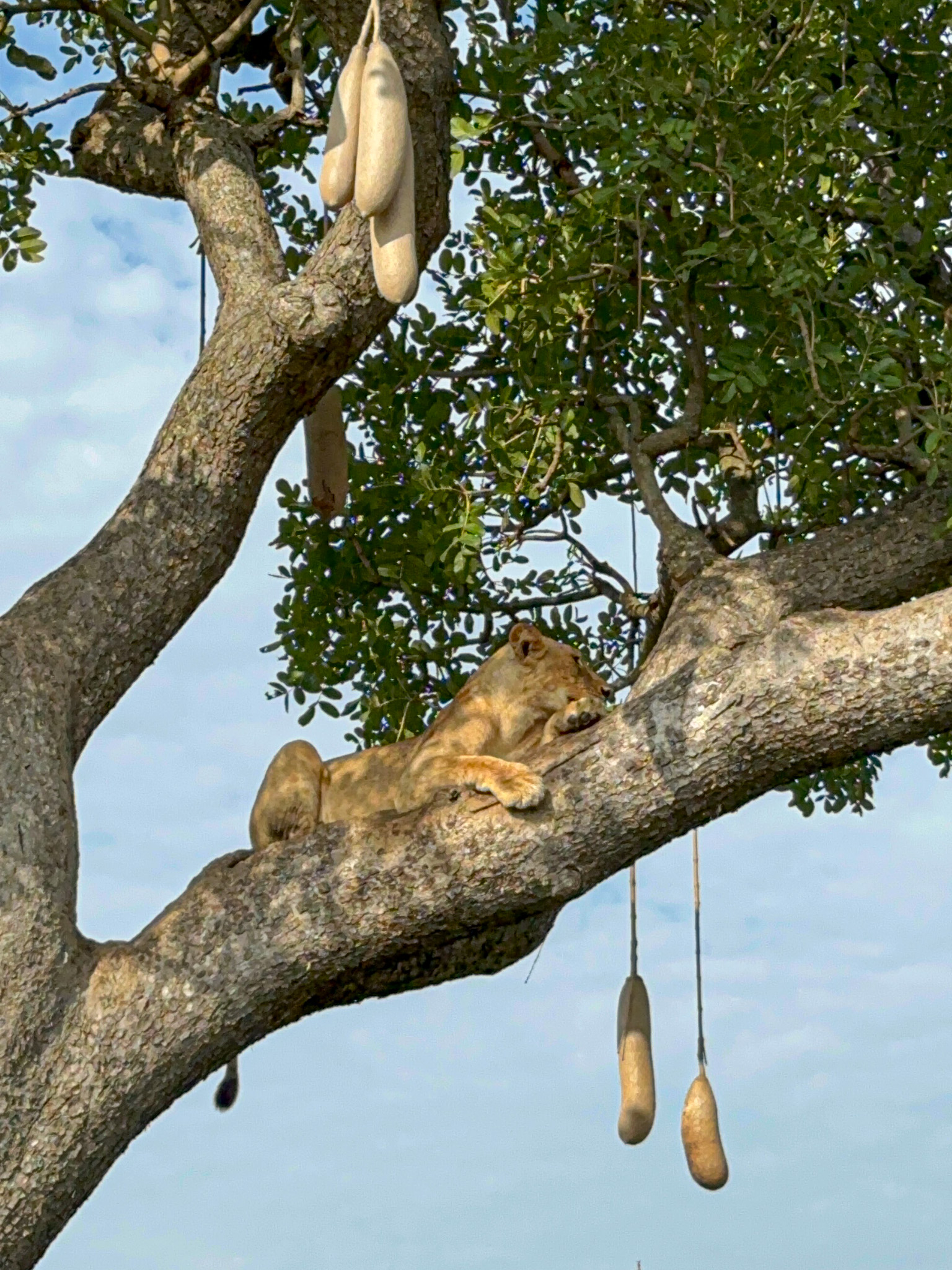 lew na drzewie - Uganda - Szpilki w plecaku - Ewa Chojnowska