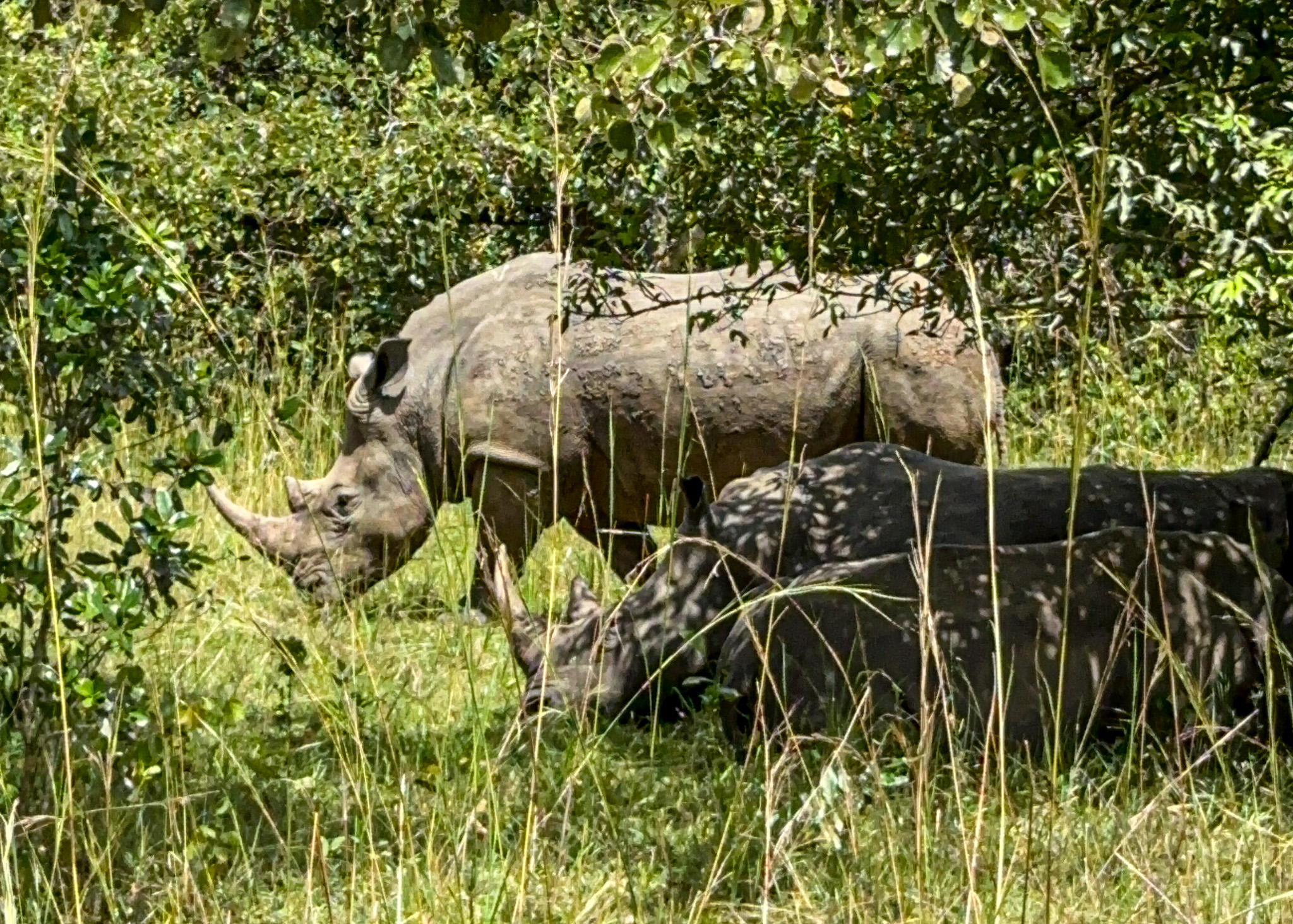 Nosorożce - Uganda