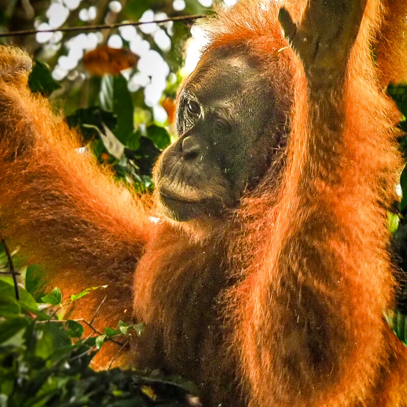 orangutany na Sumatrze i Borneo - Szpilki w plecaku - Ewa Chojnowska