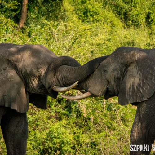 słoń - Szpilki w plecaku - Ewa Chojnowska