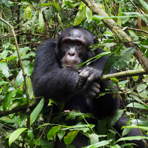 szympans - Uganda - Kibale - Ewa Chojnowska - Szpilki w plecaku